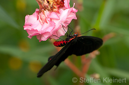 284 gewoehnliche Rose - Pachliopta aristolochiadae